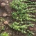 卫矛毛球卫矛苗20-60冠高品质好苗子基地直发包成活
