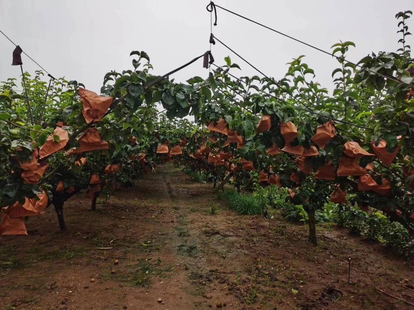 展示秋月梨套袋完成后的果园管理现场 秋月梨套袋完成后田间实景图