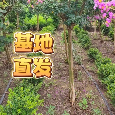 江苏沭阳紫薇基地直发保质保量欢迎进店