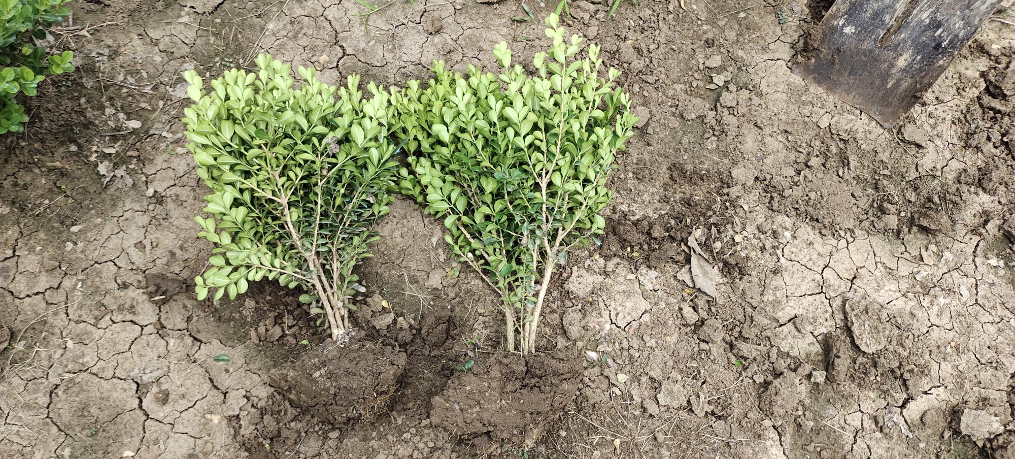 展示旱黄瓜在干旱环境中自然生长的状态,背景为黄土地貌和低矮丘陵 旱黄瓜田间种植实景图