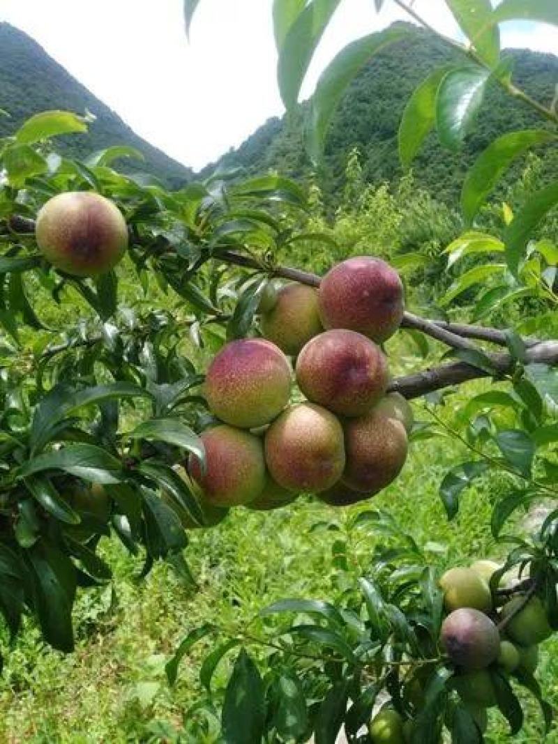 批发四川半边红脱骨李，脆红李子口感脆甜，味道好全国发货