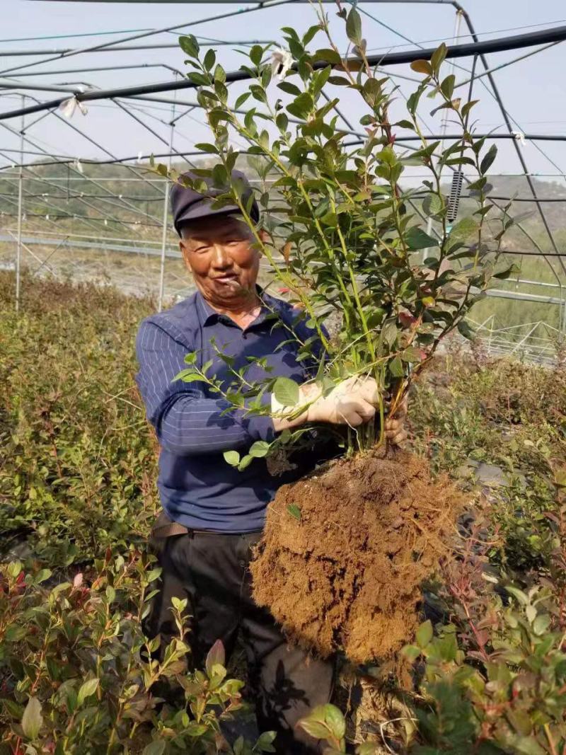 地栽三到五年莱克西薄雾蓝莓苗