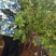 地栽三到五年莱克西薄雾蓝莓苗