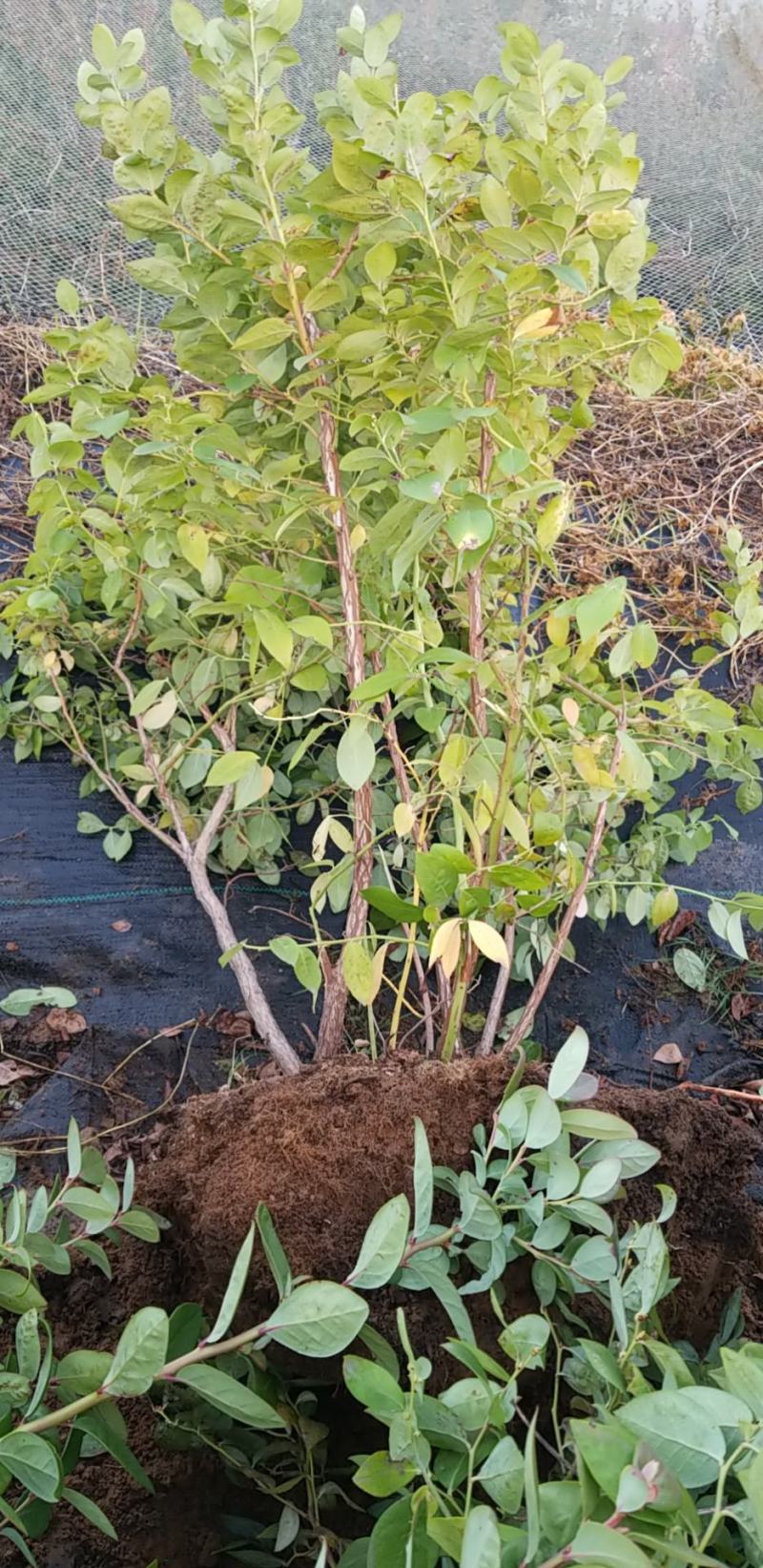 地栽三到五年莱克西薄雾蓝莓苗