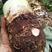 湛江槟榔芋头大量供应，欢迎预定，质量保证