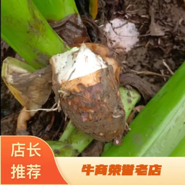 湛江芋仔芋公新鲜现挖特价大量供应全国发货欢迎咨询