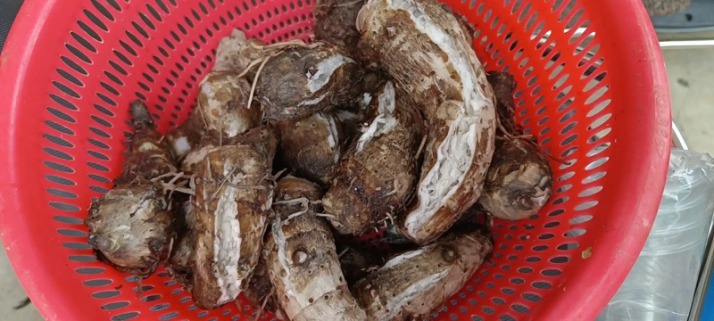 湛江芋仔芋公新鲜现挖特价大量供应全国发货欢迎咨询