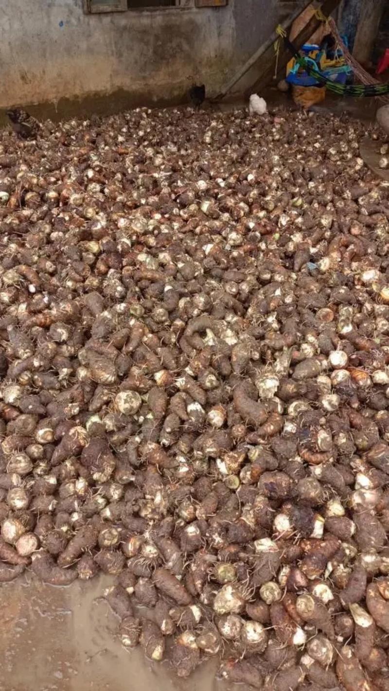 湛江芋头芋仔芋公新鲜现挖特价大量供应全国发货欢迎咨询