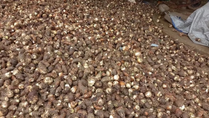 湛江芋仔芋公新鲜现挖特价大量供应全国发货欢迎咨询