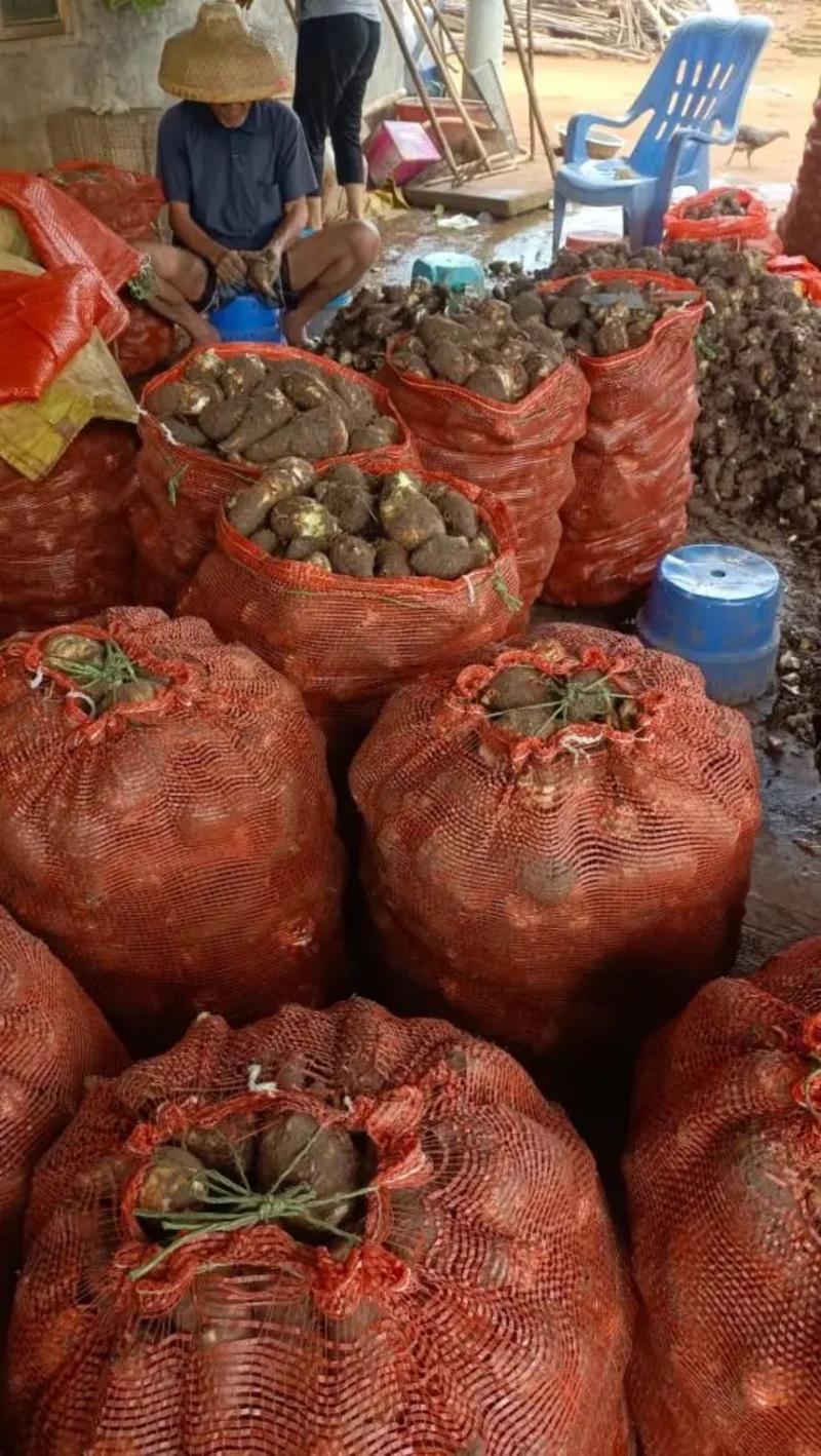 湛江芋头芋仔芋公新鲜现挖特价大量供应全国发货欢迎咨询