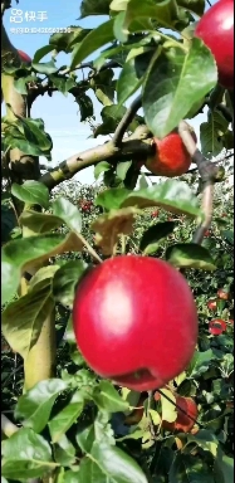 云南昭通冰糖心华硕苹果，红露苹果代办代发，社区团购落地配