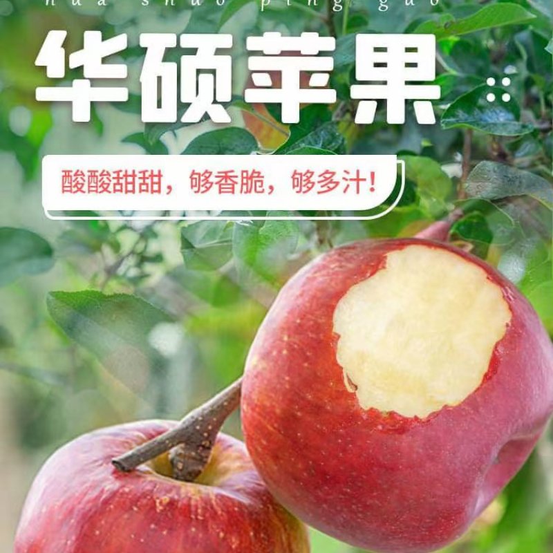 云南昭通冰糖心华硕苹果，红露苹果代办代发，社区团购落地配