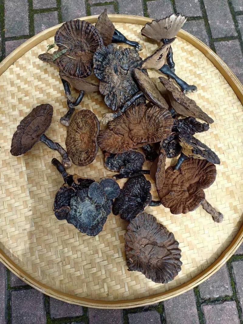 野生灵芝