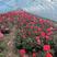 大花月季红双喜红花月季花型高品质高包成活支持视频看货