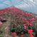 大花月季红双喜红花月季花型高品质高包成活支持视频看货