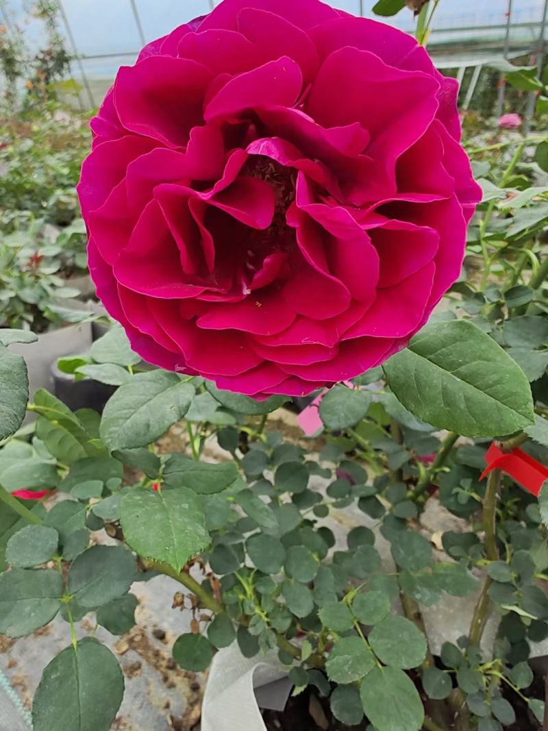 月季花球月季花造型花型饱满技术指导全国发货