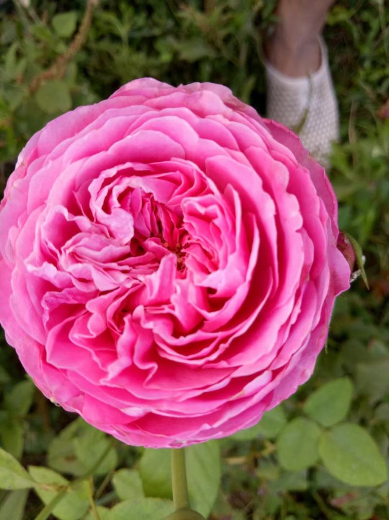 月季花球月季花造型花型饱满技术指导全国发货