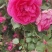 月季花球月季花造型花型饱满技术指导全国发货