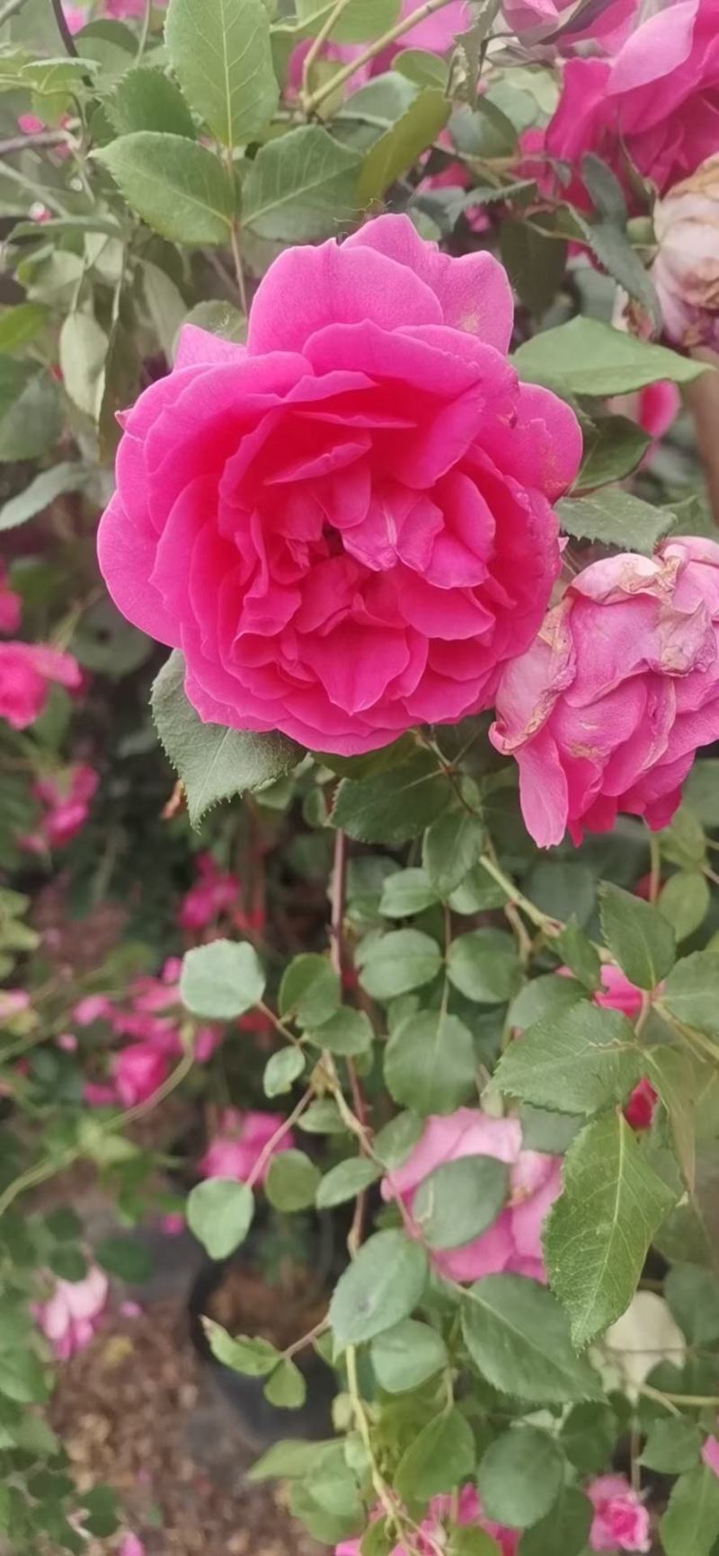 月季花球月季花造型花型饱满技术指导全国发货