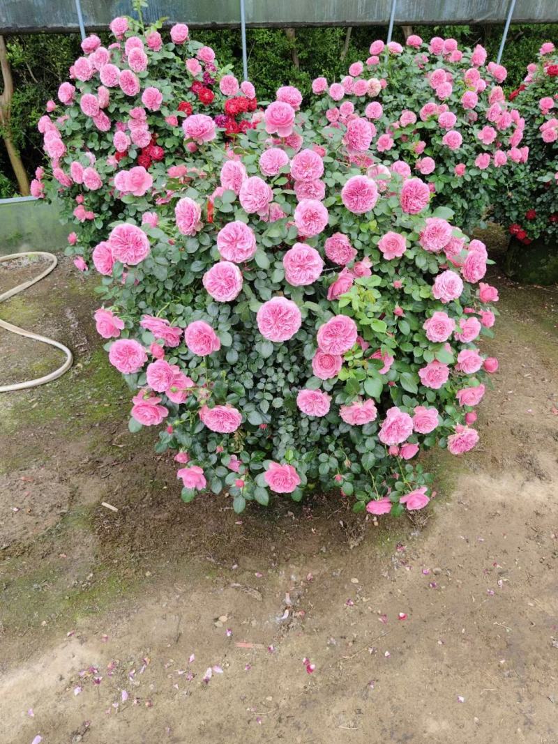 月季花球月季花造型花型饱满技术指导全国发货