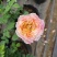 月季花球月季花造型花型饱满技术指导全国发货