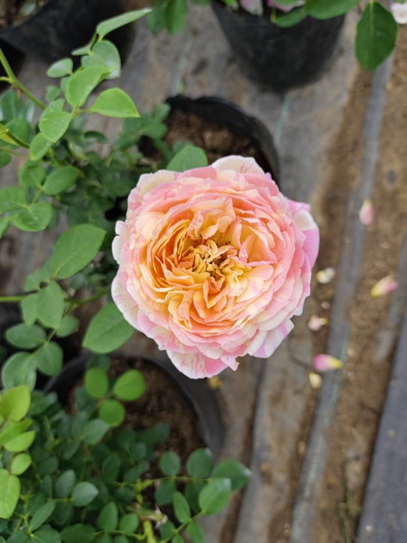月季花球月季花造型花型饱满技术指导全国发货