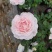 月季花球月季花造型花型饱满技术指导全国发货