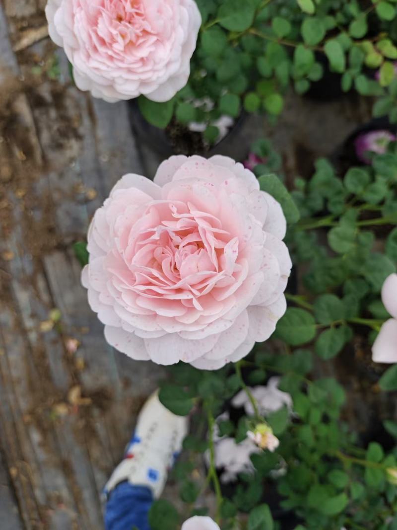 月季花球月季花造型花型饱满技术指导全国发货