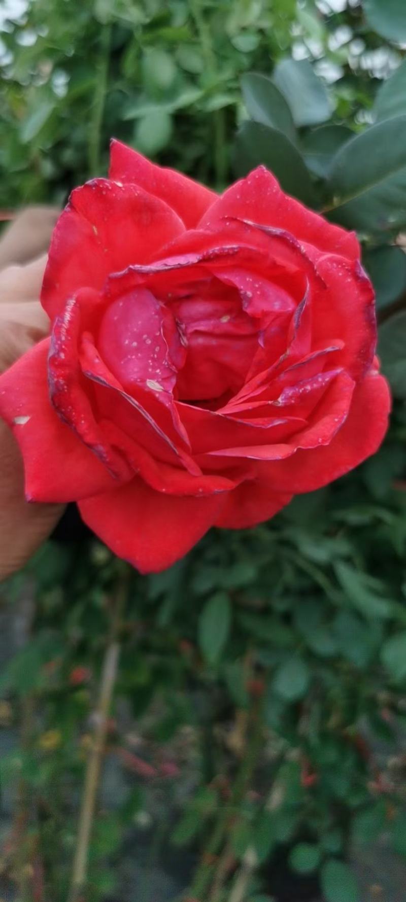 月季花球月季花造型花型饱满技术指导全国发货