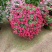 月季花球月季花造型花型饱满技术指导全国发货