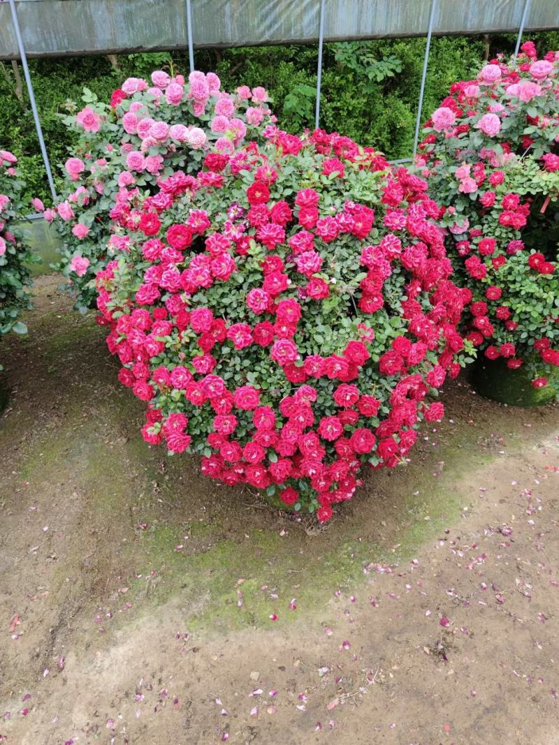 月季花球月季花造型花型饱满技术指导全国发货