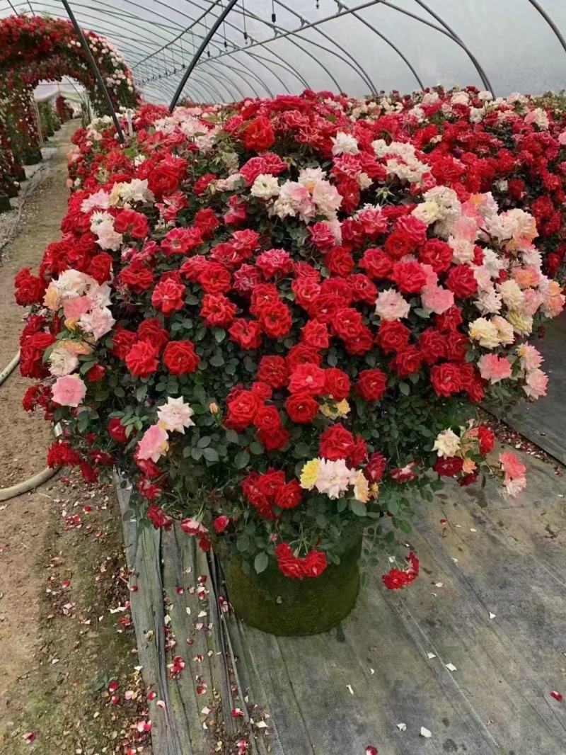 月季花球月季花造型花型饱满技术指导全国发货