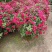 月季花球月季花造型花型饱满技术指导全国发货