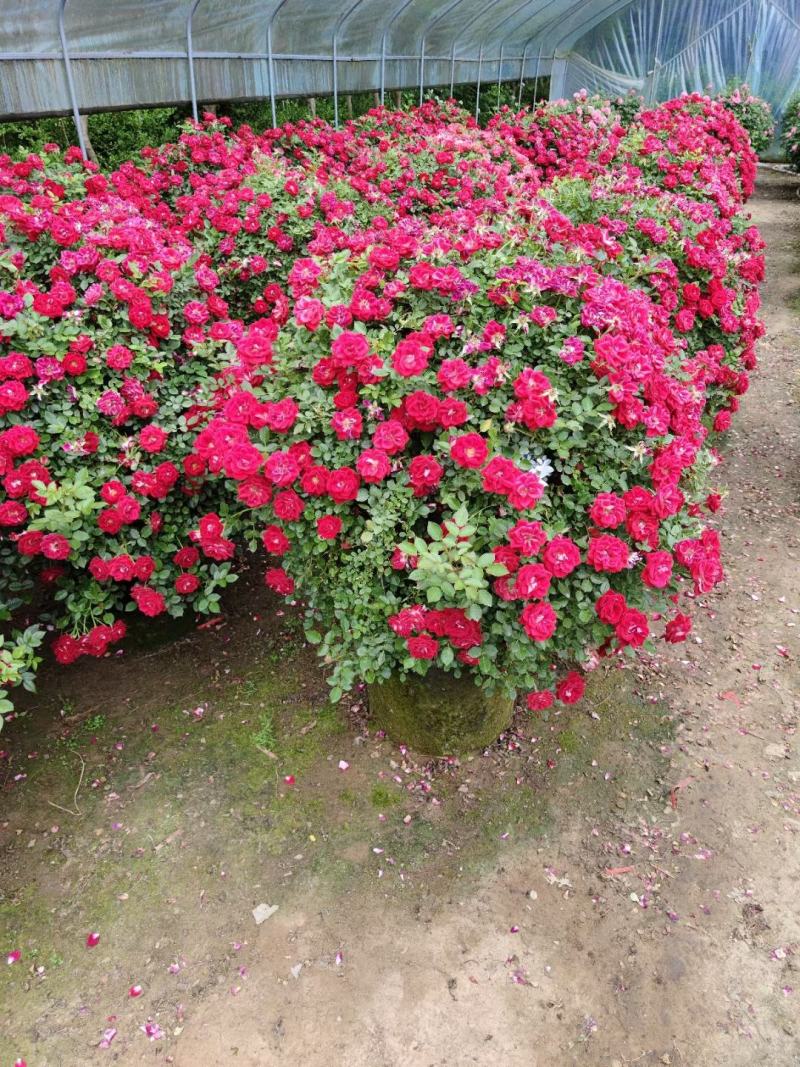 月季花球月季花造型花型饱满技术指导全国发货