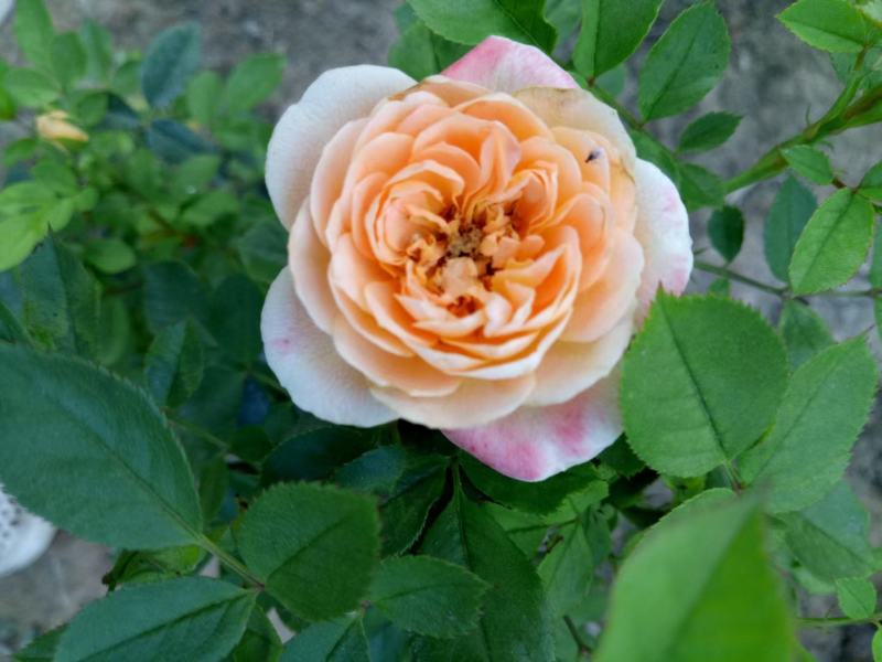 月季花球月季花造型花型饱满技术指导全国发货