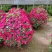 月季花球月季花造型花型饱满技术指导全国发货