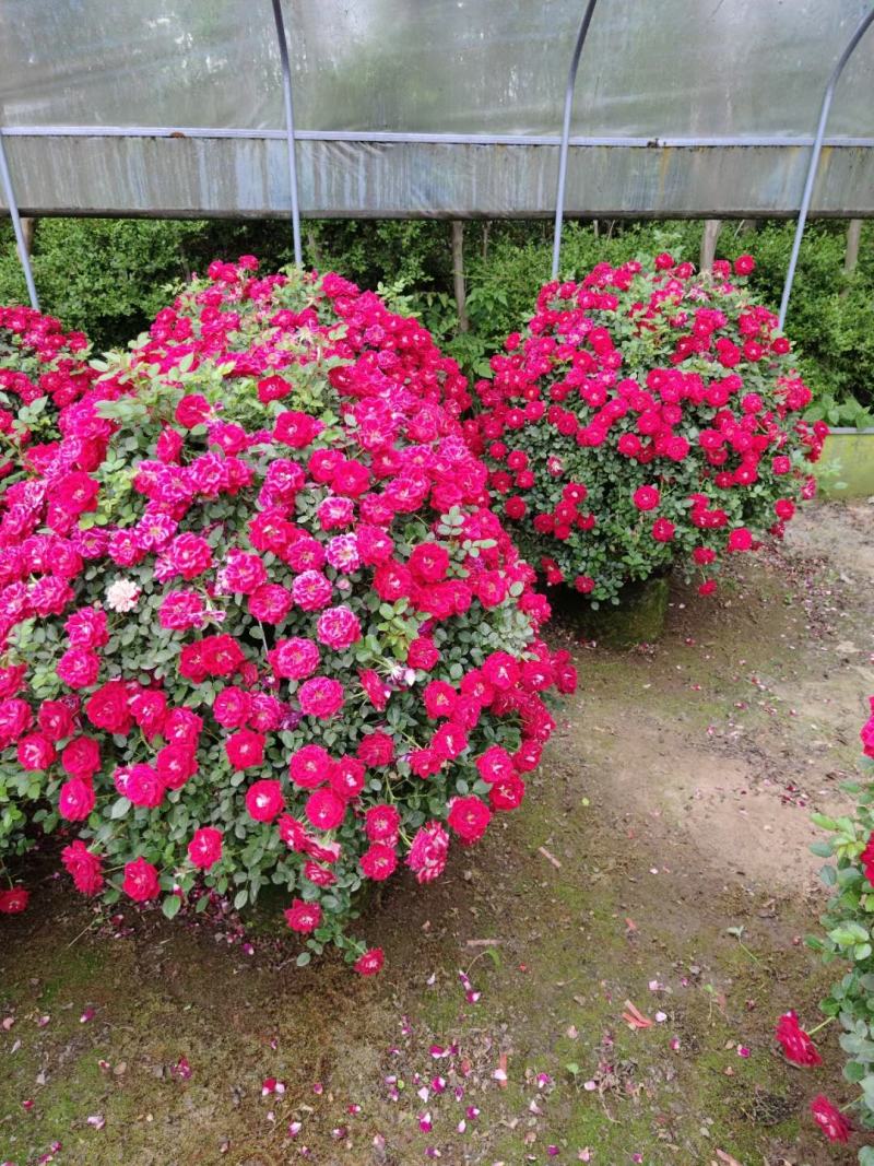月季花球月季花造型花型饱满技术指导全国发货