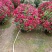 月季花球月季花造型花型饱满技术指导全国发货
