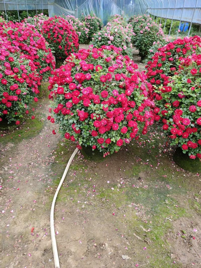月季花球月季花造型花型饱满技术指导全国发货
