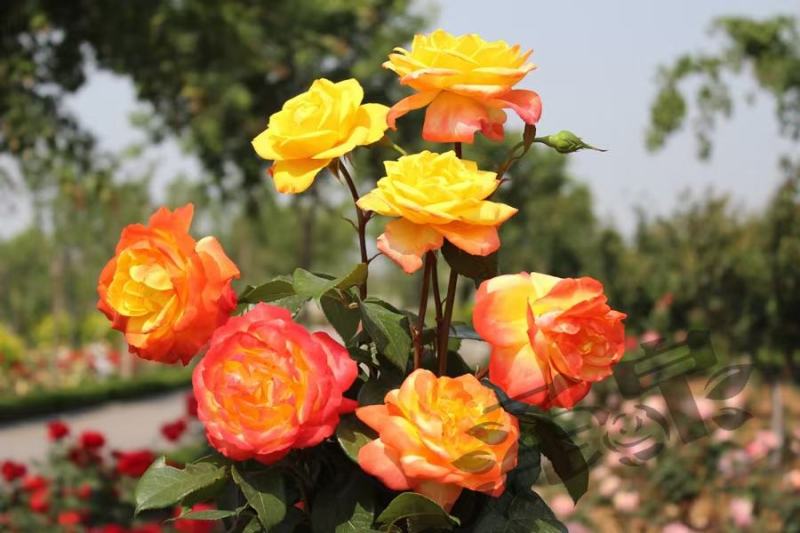 月季花门月季花造型提供技术指导造型指导欢迎来电咨询