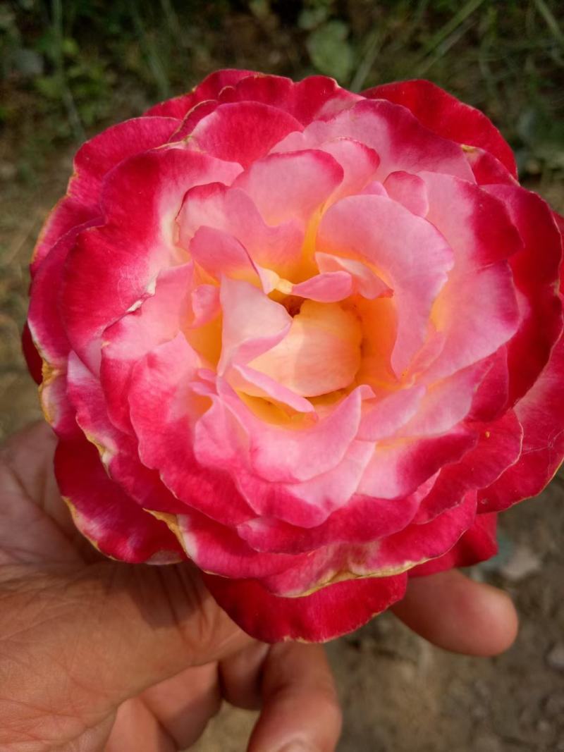月季花门月季花造型提供技术指导造型指导欢迎来电咨询