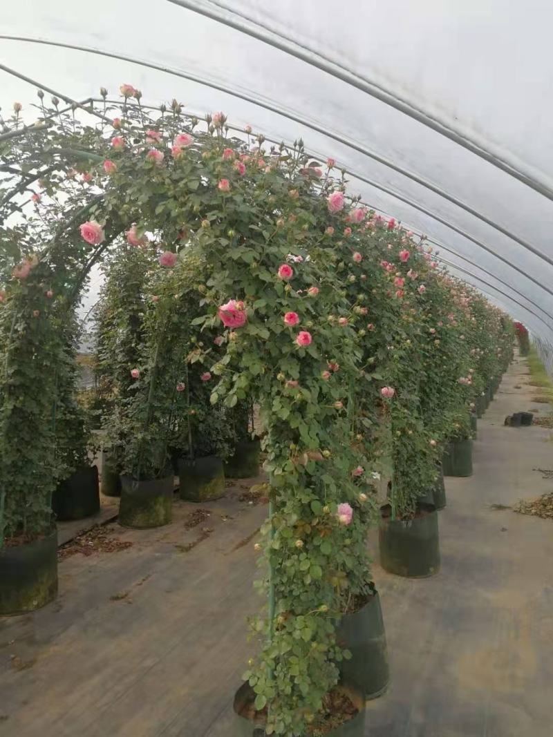 月季花门月季花造型提供技术指导造型指导欢迎来电咨询