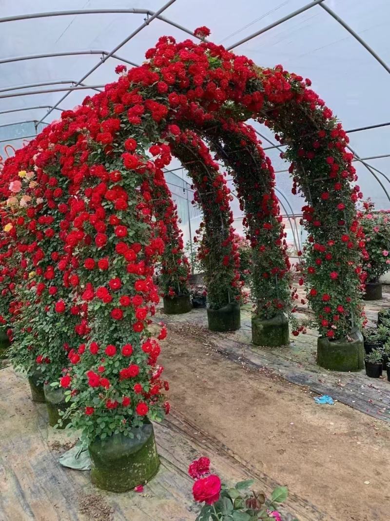 月季花门月季花造型提供技术指导造型指导欢迎来电咨询