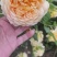 月季花门月季花造型提供技术指导造型指导欢迎来电咨询