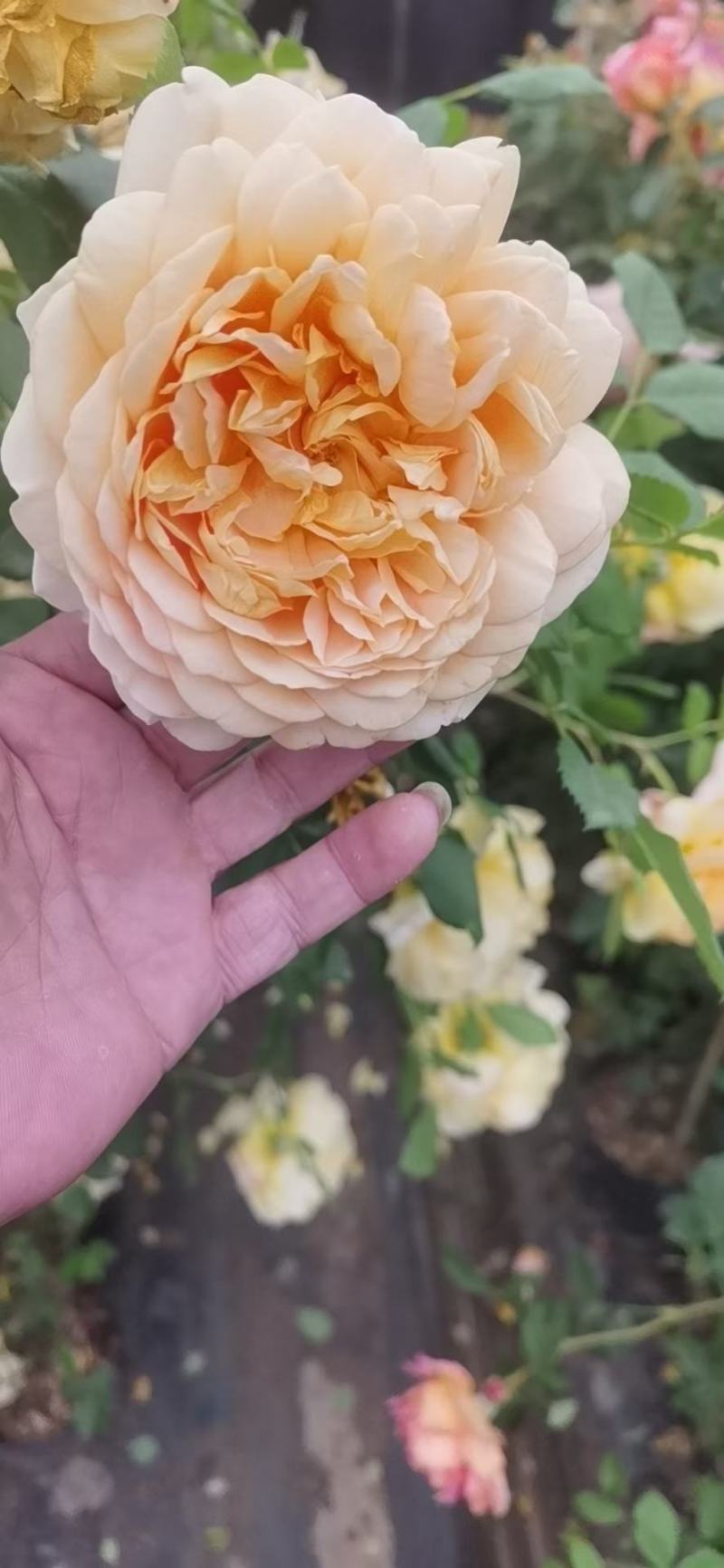月季花门月季花造型提供技术指导造型指导欢迎来电咨询