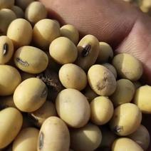 新大豆黄豆货源充足一手货源全国需要