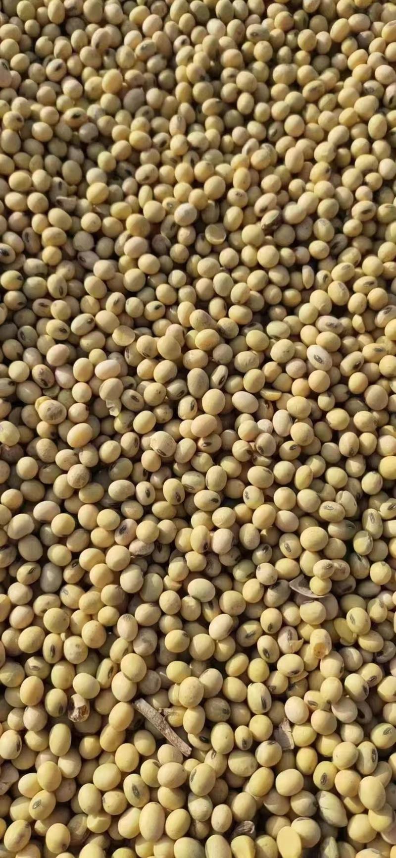 新大豆黄豆货源充足一手货源代发全国需要联系