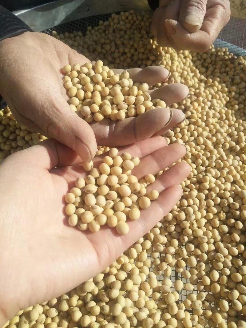 新大豆黄豆货源充足一手货源代发全国需要联系