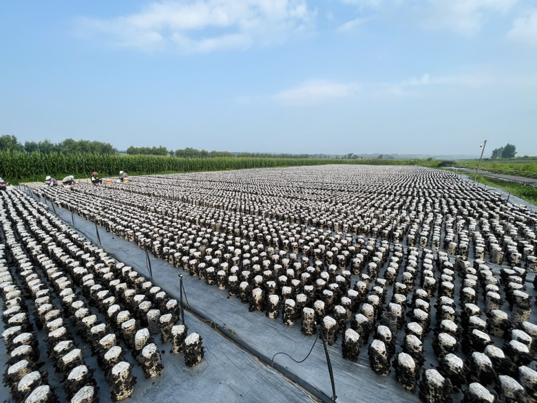 无人机航拍视角下的现代化脆耳种植基地,整齐排列的白色塑料大棚覆盖黑色遮阳网,工人正在田间搬运菌棒,地面铺设反光地膜,环境整洁有序,体现规模化、标准化生产特征 脆耳种植基地航拍图