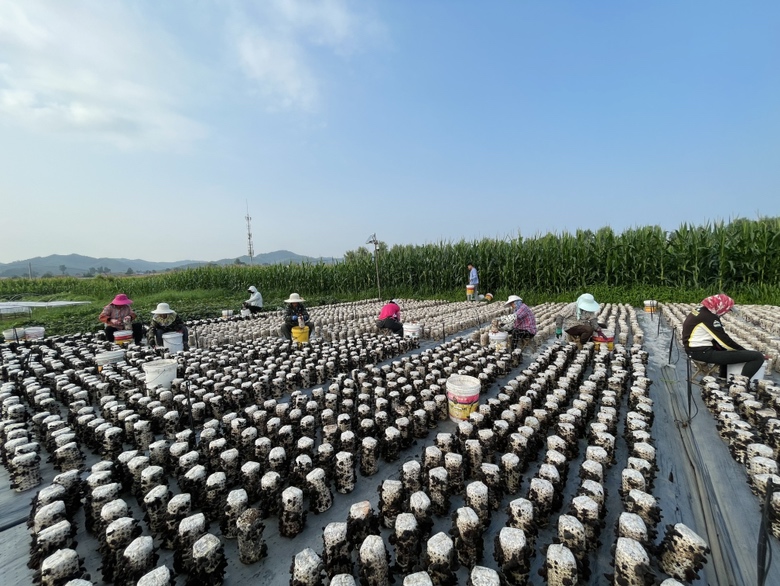 毛木耳收购商与种植户交流